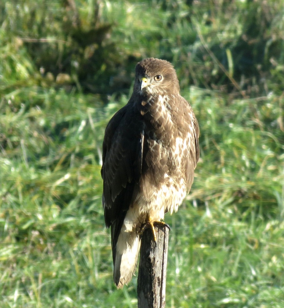 rapace a Fimon